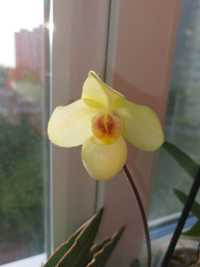 Paphiopedilum. Орхидея. Башмачек.