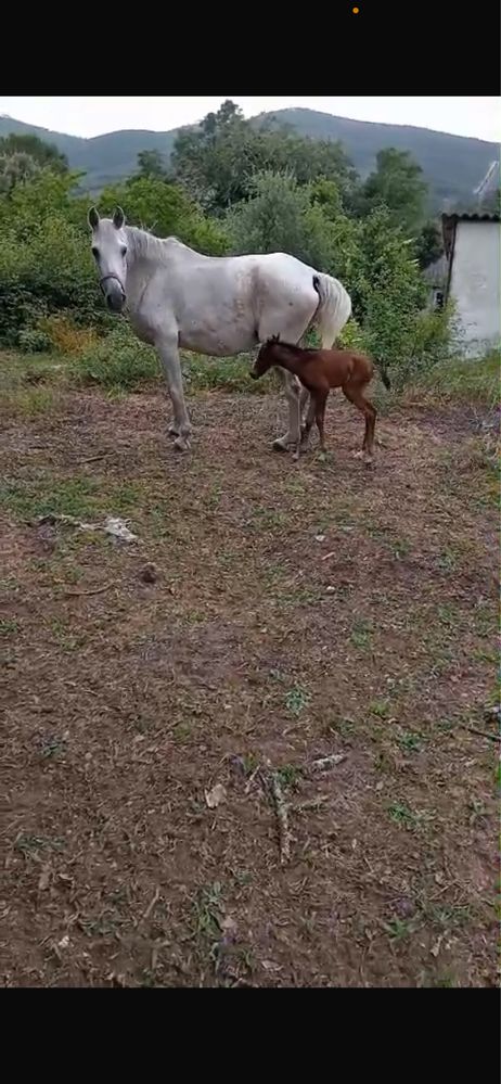 Egua Russa super docil