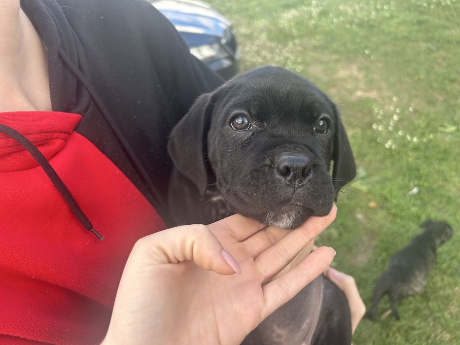 Cane corso szczeniaki