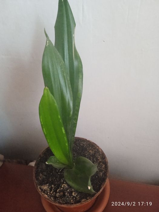 Сансевиерия, сансевьера, санса