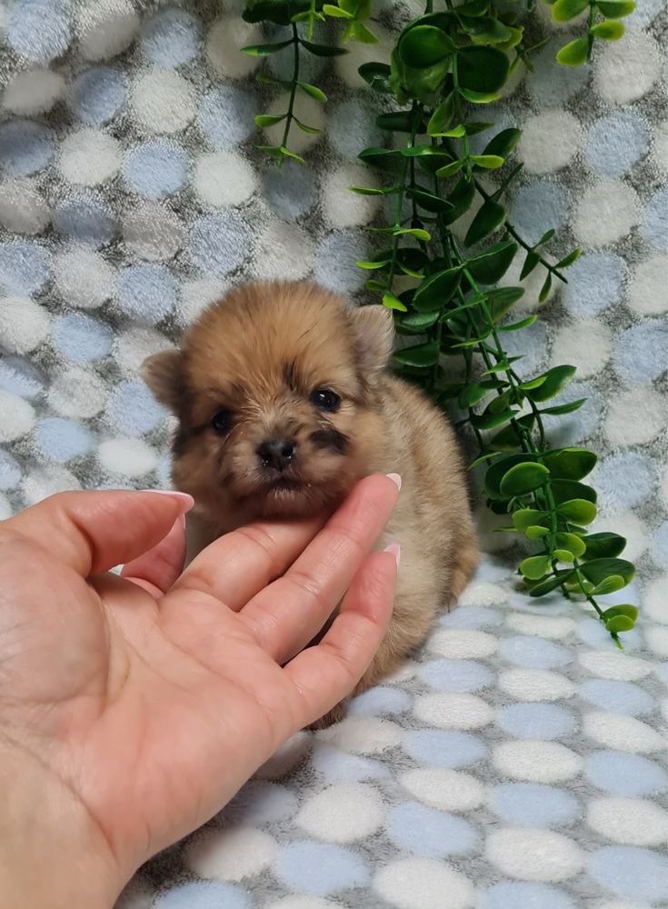 Excelente mini menina Lulu da Pomerania/Spitz Alemão Anão de Qualidade