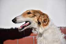Borzoi Chart rosyjski