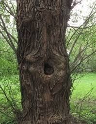 Бесплатная Валка деревьев.