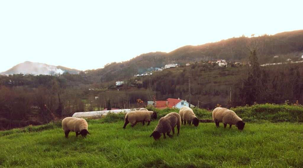 Borrega suffolk com certificado