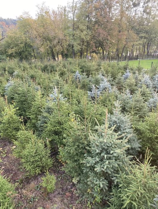 CHOINKI z własnej plantacji