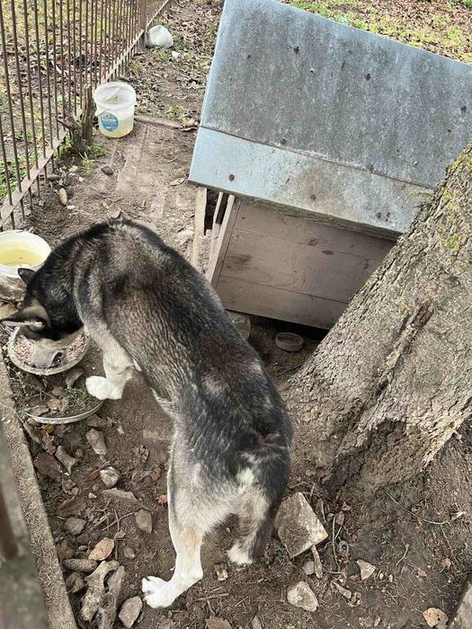 Песик в добрі руки