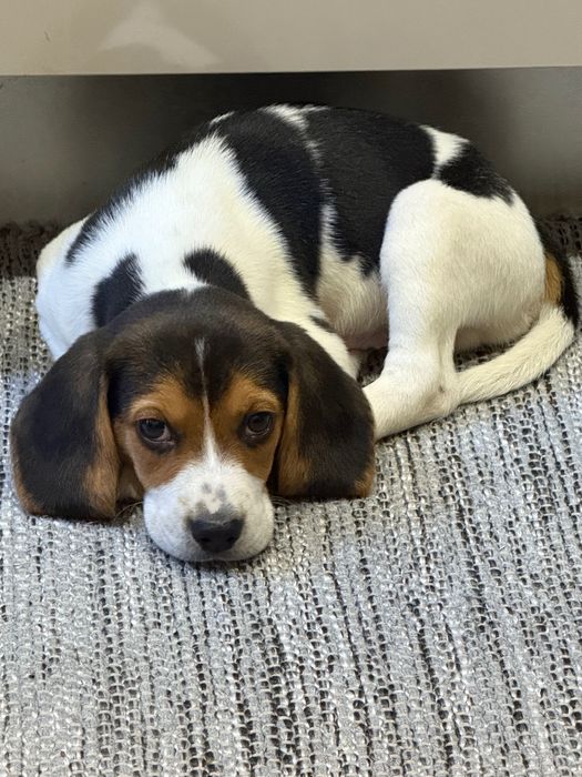 Beagle Tricolor Vacinado