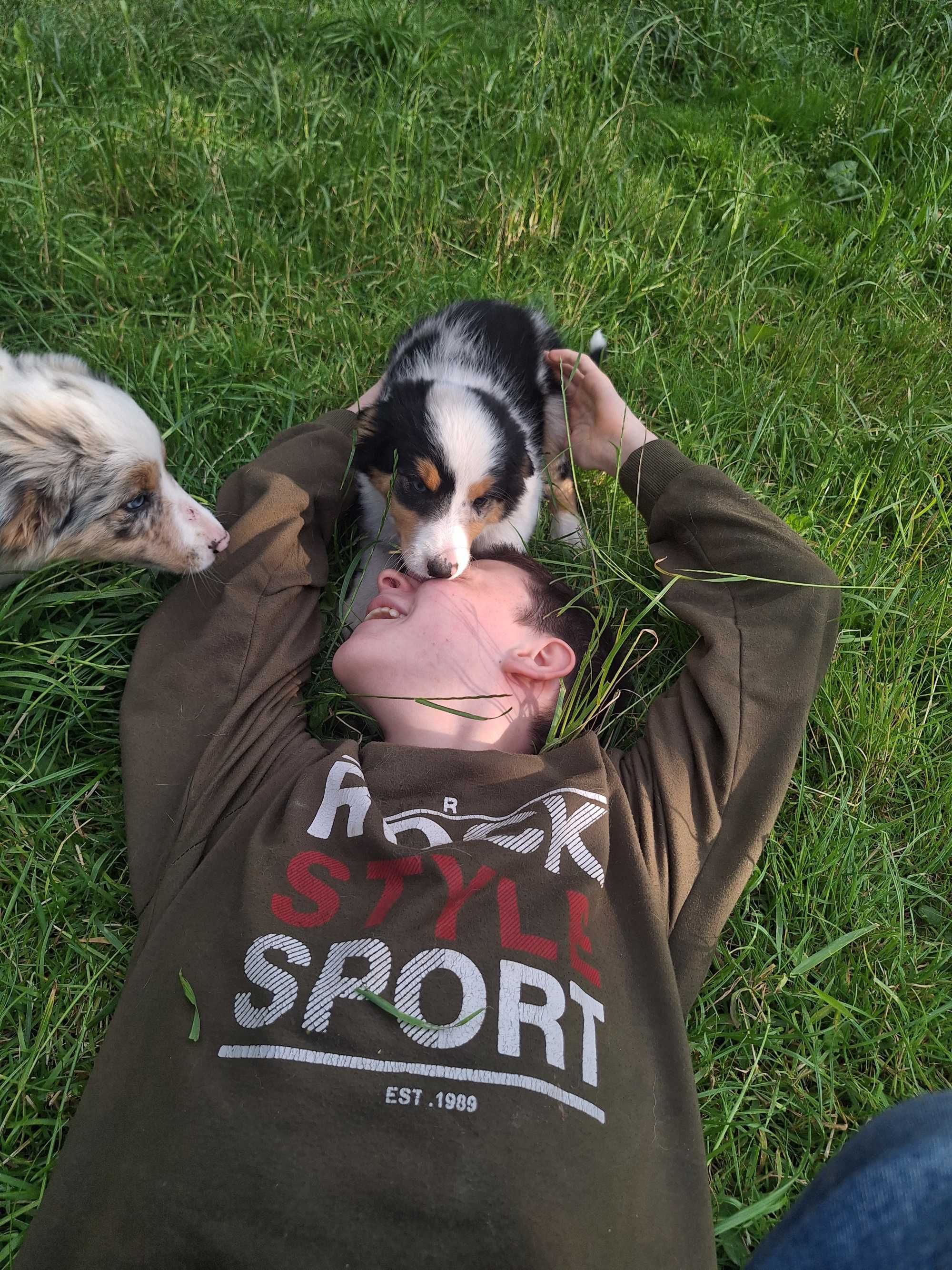 Border collie blue merle róznooki piesek Rabel