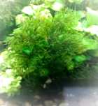 Fissiders Moss, mech akwariowy, paludarium, terrarium