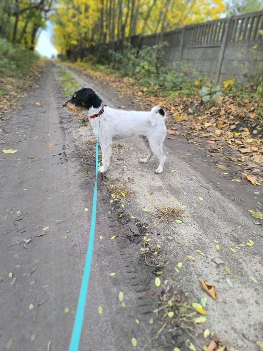 Parson Russell Terrier