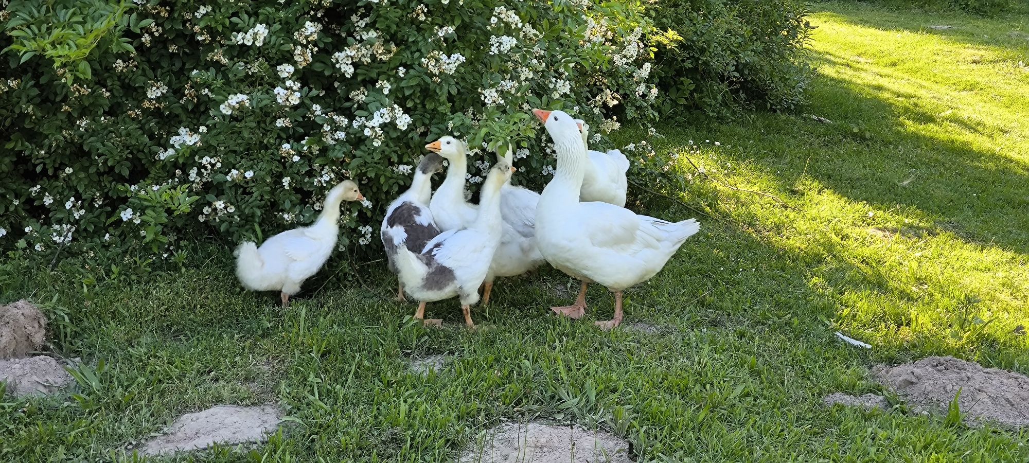 Sprzedam młode gęsi.