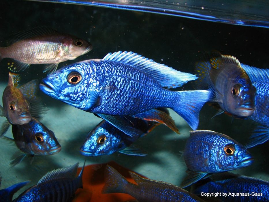 Labidochromis Nkhata Bay Лабидохромис Малавийские Цихлиды