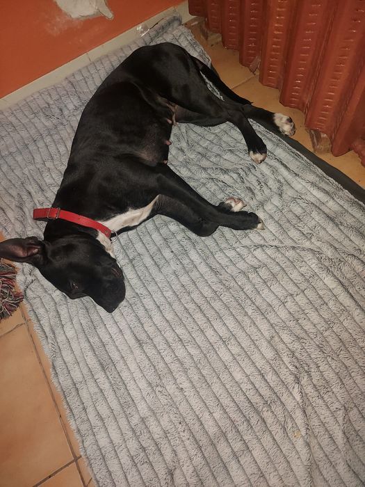 Piesek do adopcji