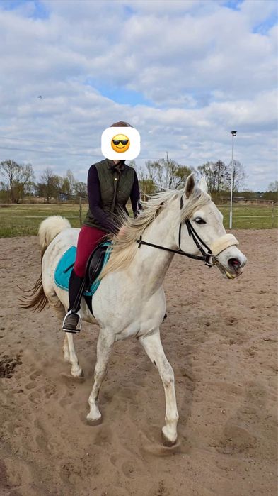Pełnokrwista Arabska klacz / koń do dzierżawy
