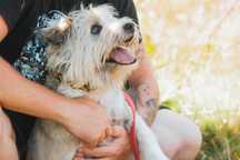 Rambo kochany psiak do adopcji!