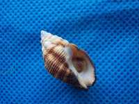 Muszle morskie- Cronia aurantiaca