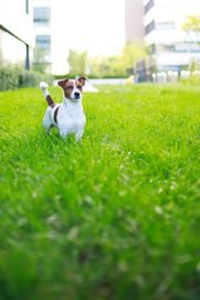 Reprodukter Jack Russel Terier