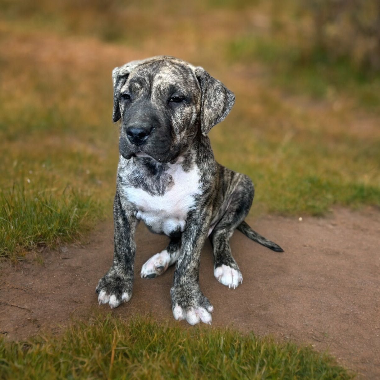 Amstaff szczeniak PRĘGOWANY pies / American Staffordshire Terrier