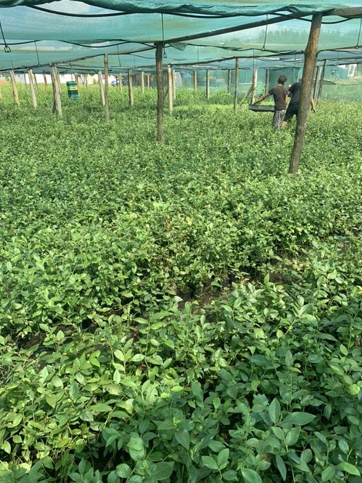 САДЖАНЦІ ЛОХИНИ ОПТОМ (голубика, борувка, чорниця)