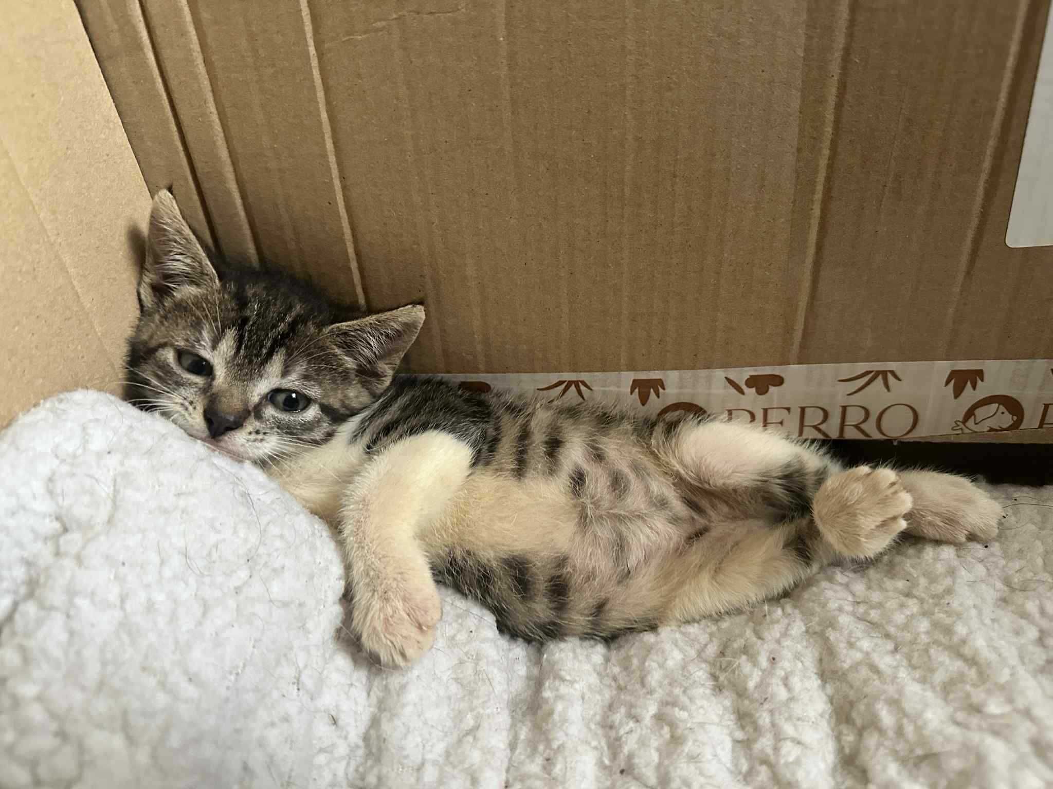 Młody kotek do adopcji.