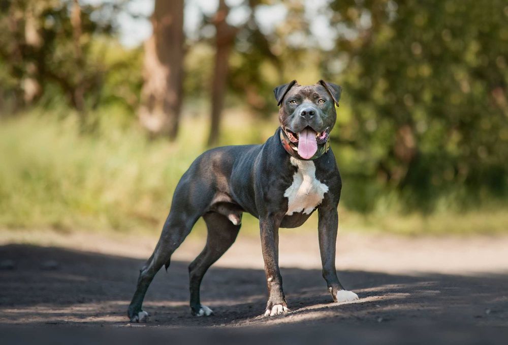 Piękny RAMEN w typie amstaff pitbull czeka na dom!