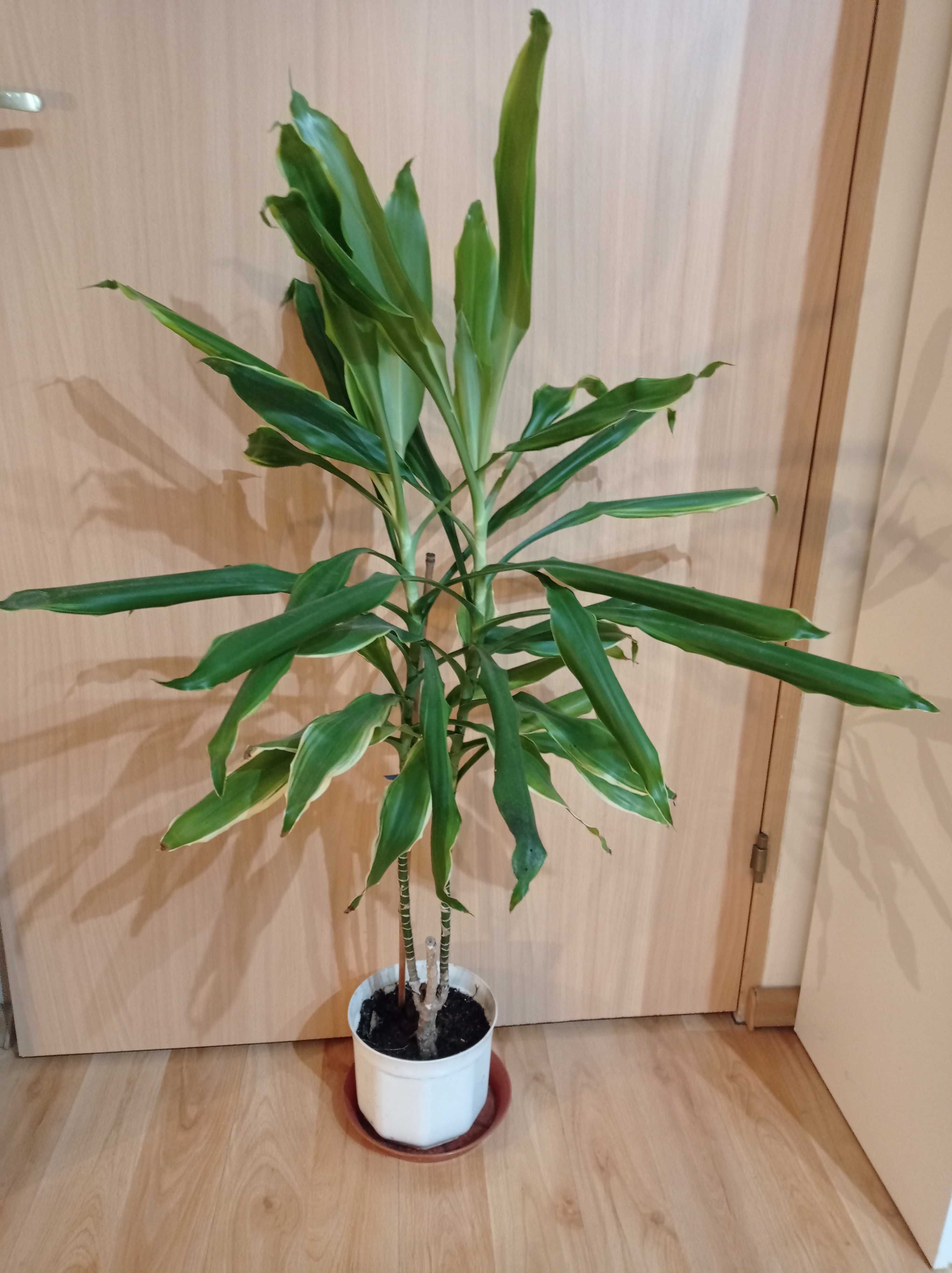 Dracena do sprzedania