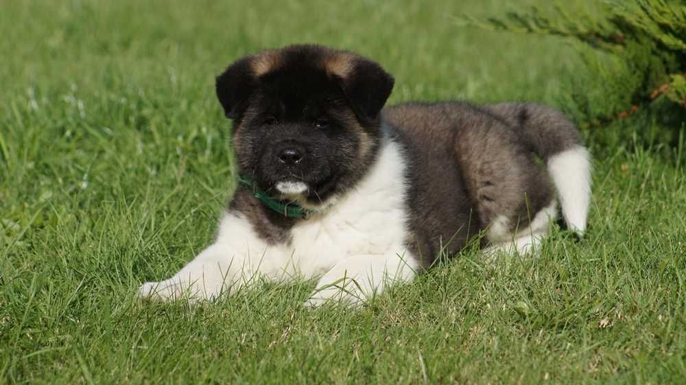 Akita Amerykanska FCI
