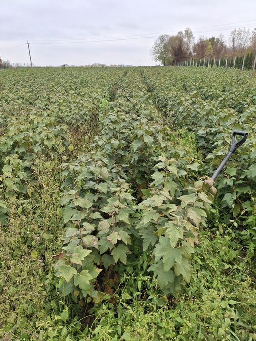 Продам саженцы чёрной смородины