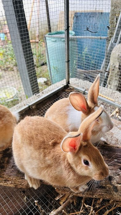 Vendo Coelhos machos e fêmeas