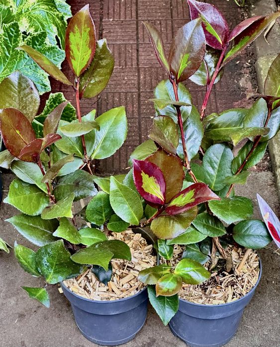 Камеліі в асортименті. Доставка по Україні.