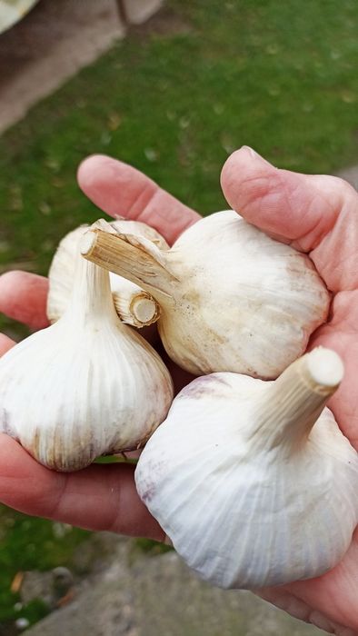 Часник ( Прометей, Любаша, Рубін )