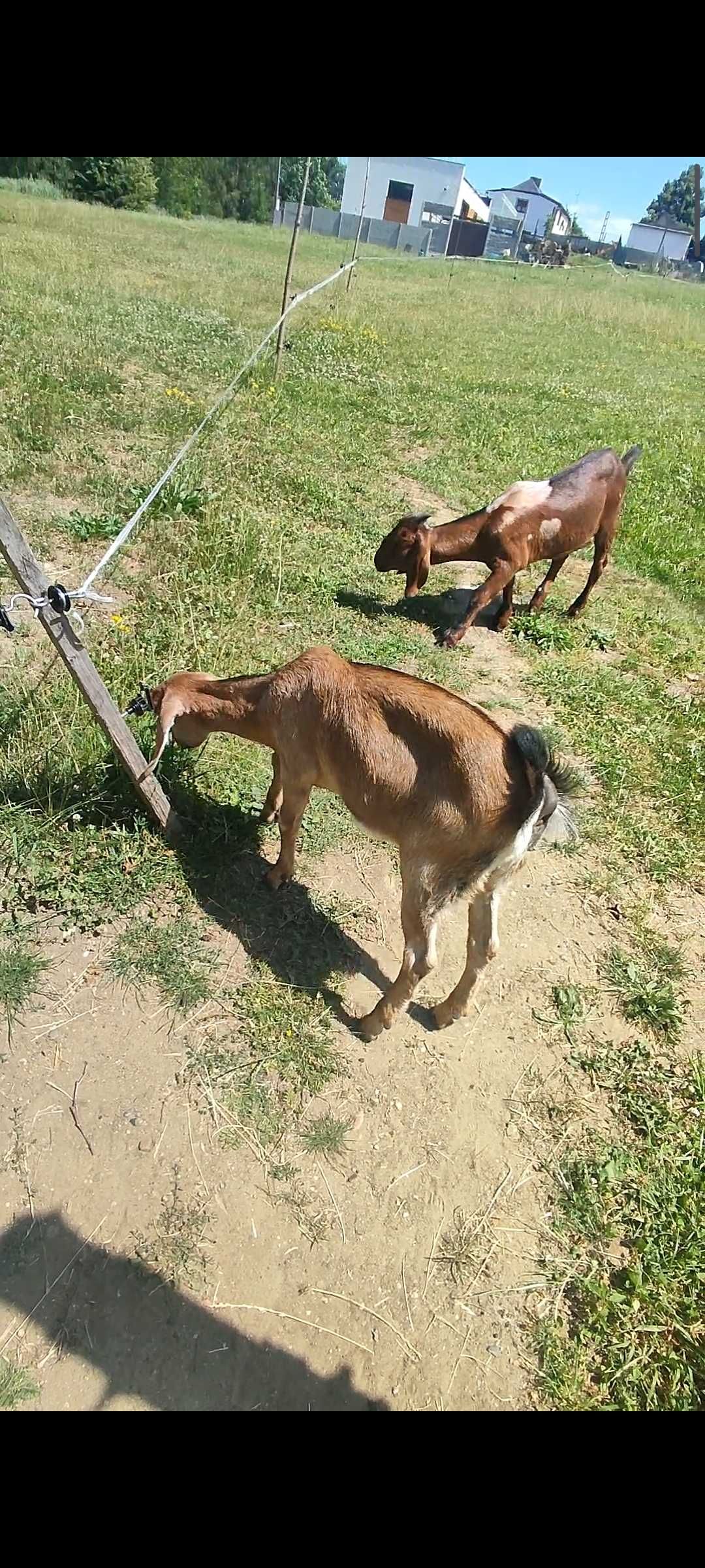 Koza anglonubijska, genetycznie bezrożna