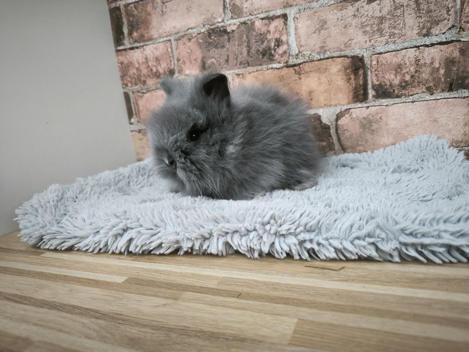Króliczki rasy Karzełek Teddy długowłose puszyste mini króliki metryka