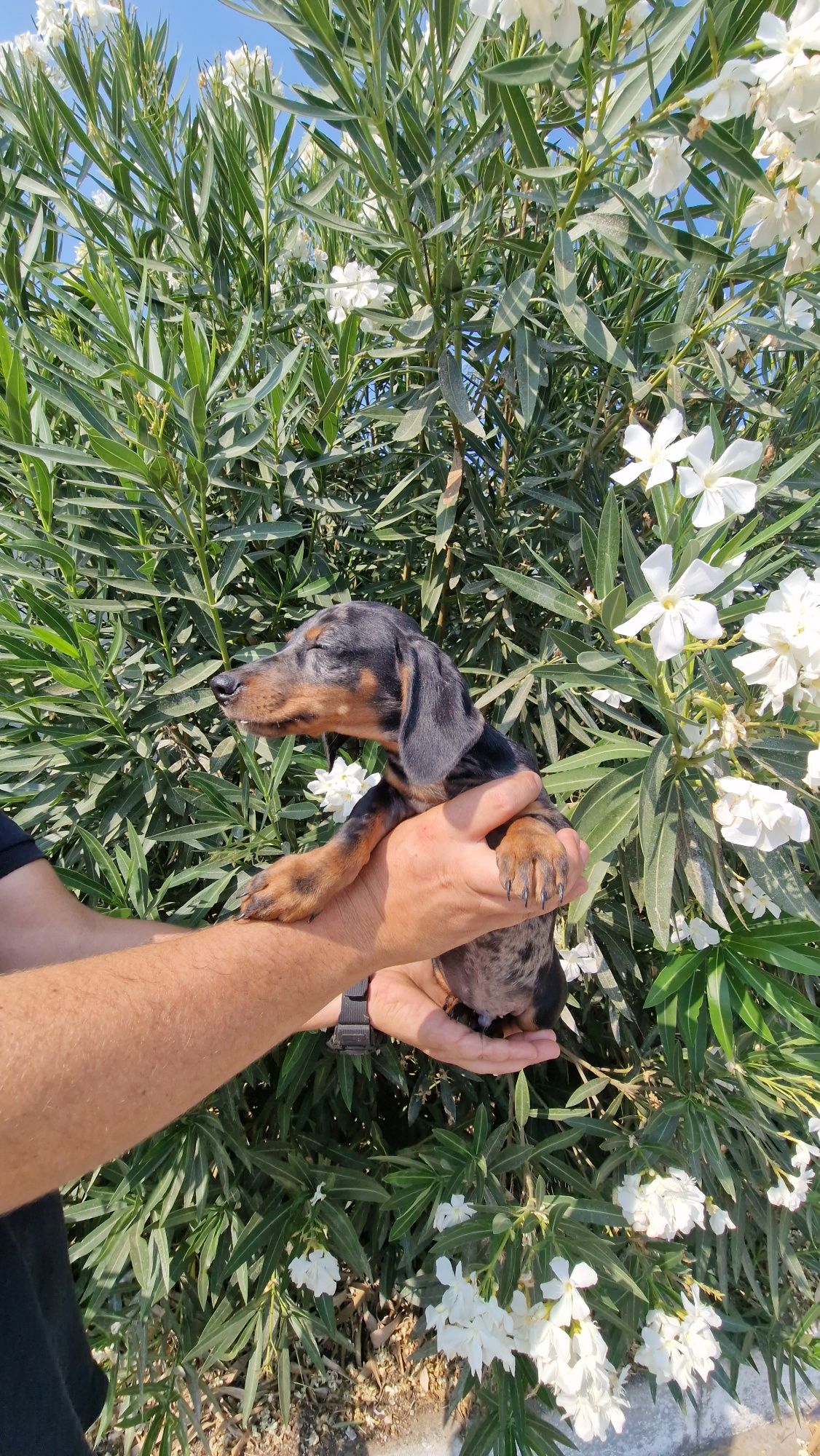 Teckel Black Merle