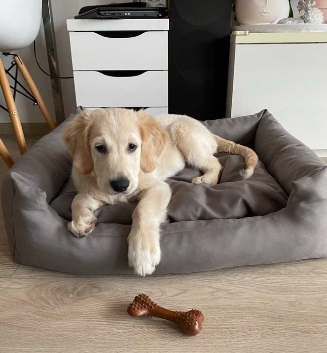 Komfortowe legowisko dla psa NOWOŚĆ XS-3XL + GRATIS