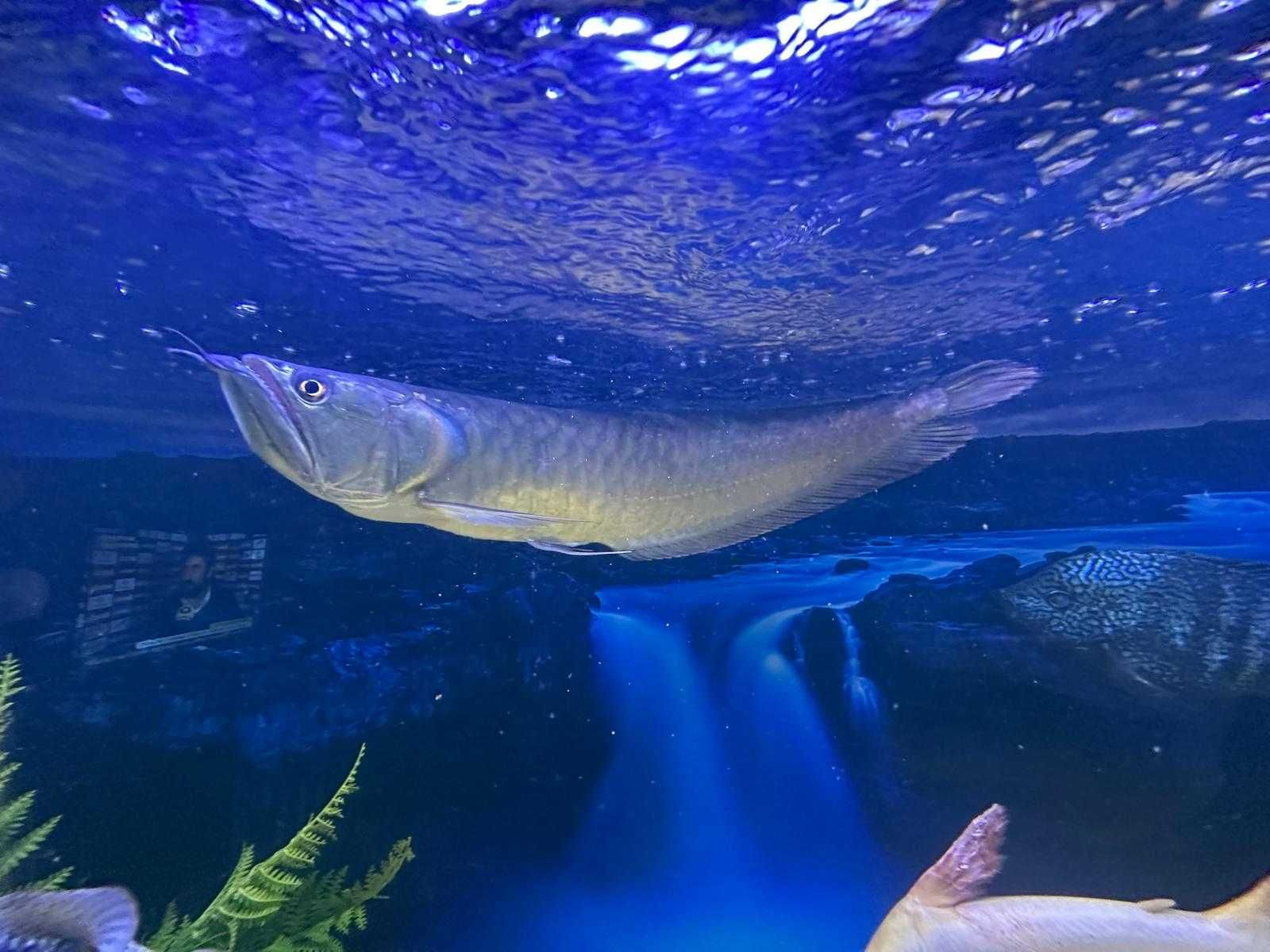 Arowana Silver (Osteoglossum bicirrhosum)