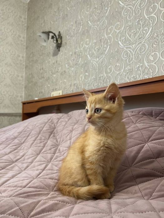 Котик (хлопчик) руденький