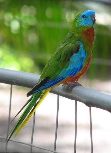 Casal de turqouoisines com gaiola