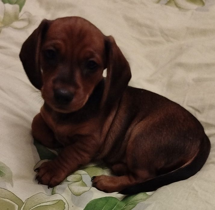 Маленькі такси шукають люблячих господарів