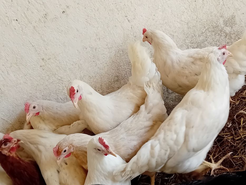 Kury nioski sandy, leghorn, rossa, greenshell, dominant blue