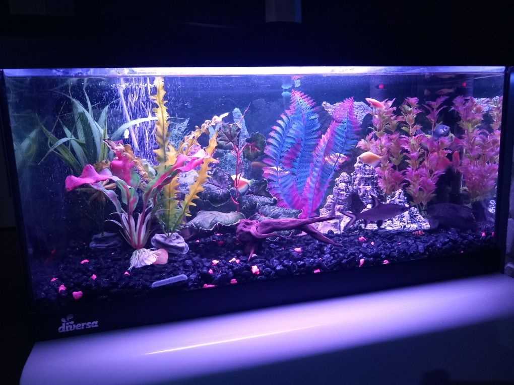 Akwarium Diversa 54L