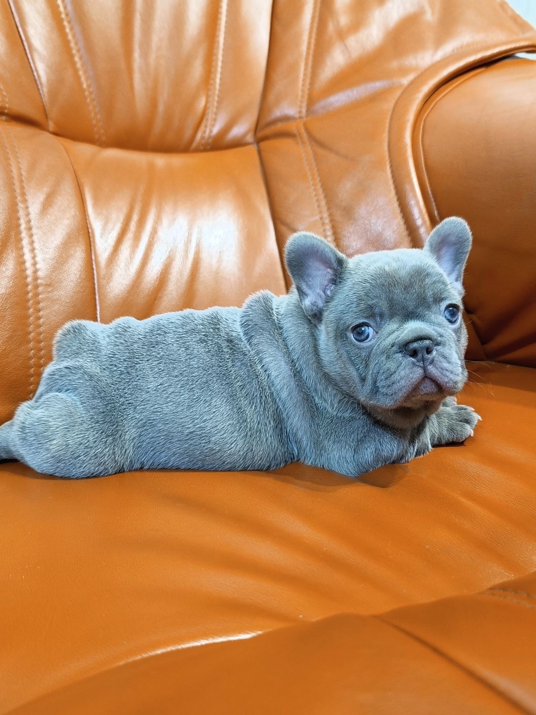 Buldog francuski