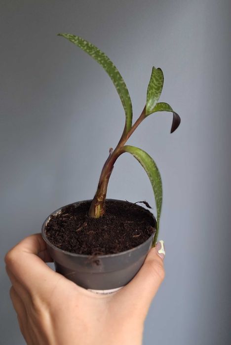 Ledebouria socialis, scilla violacea, Ledeburia kępiasta sukulent