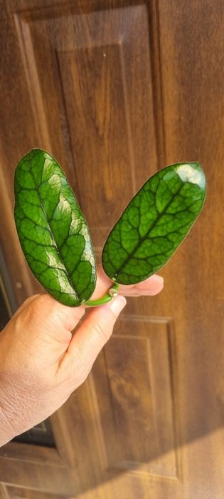 Hoya Globulosa cięte sadzonki