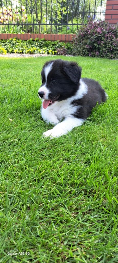 Szczenięta Border Collie