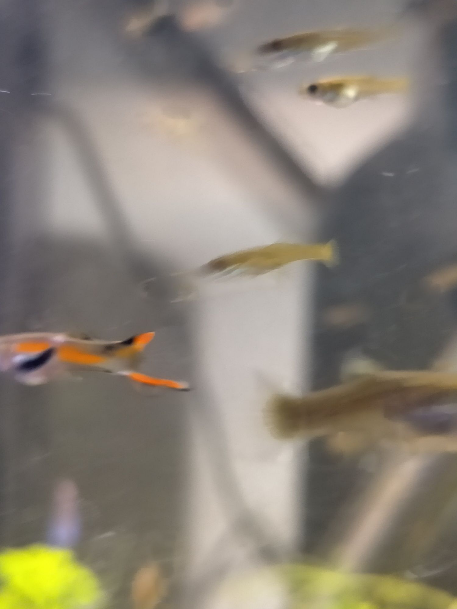 Peixe Guppy endler