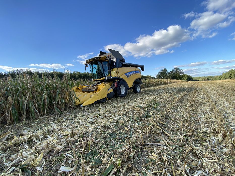 Koszenie kukurydzy na ziarno