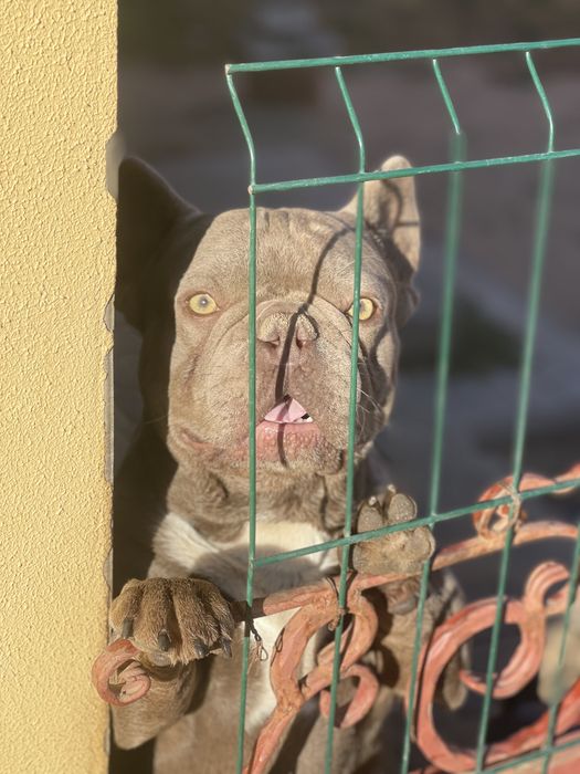 Вязка французского бульдога