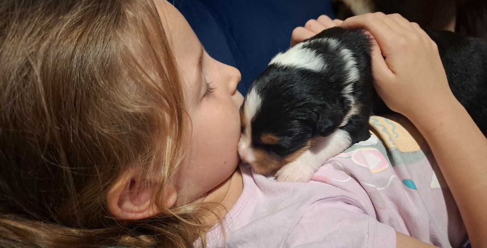 Border Collie Szczeniak z rodowodem, pies wychowany w domu.