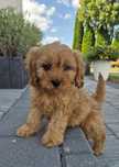 Cavapoo Samczyk hybryda ras